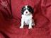 PoulaTo: Cavalier King Charles Spaniel